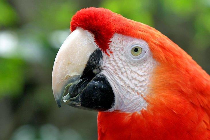 Guacamayo escarlata en el zoológico de Santa Bárbara