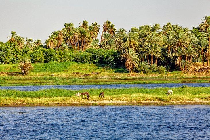 Nil-Landschaft zwischen Assuan und Luxor