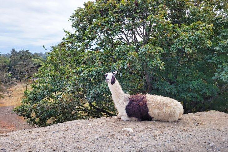 Llama en la Granja de Juegos Olímpicos
