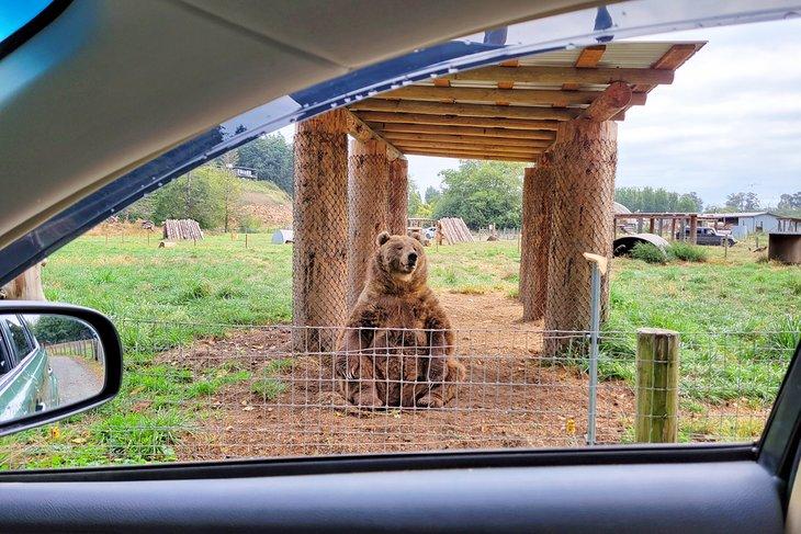 Oso Kodiak, Granja de Juegos Olímpicos