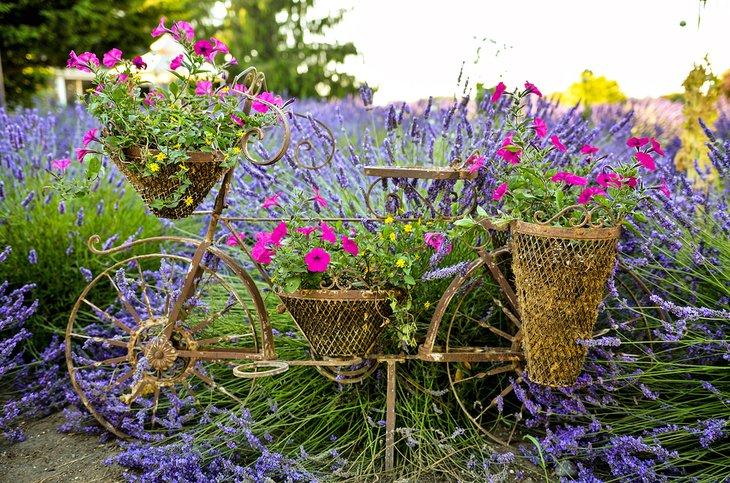 Lavanda y flores floreciendo en Sequim