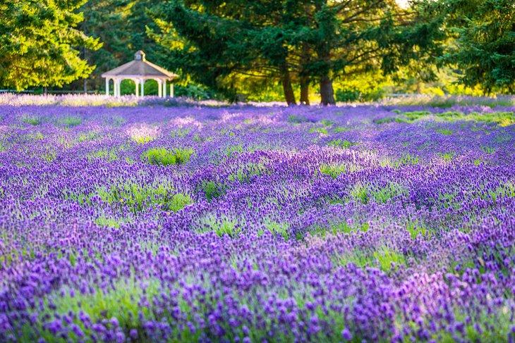 Lavanda de Sequim