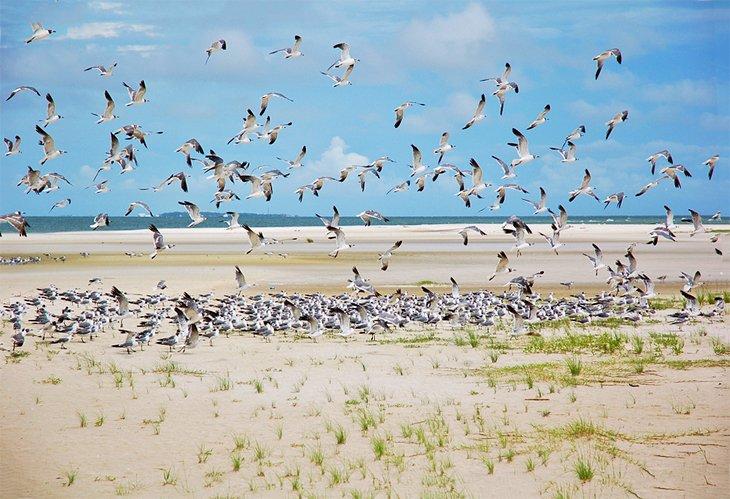 Eine Schar Möwen auf Dauphin Island
