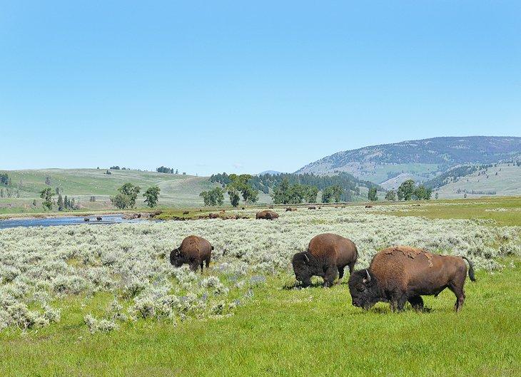 Bisons pâturant dans la vallée de Lamar dans Yellowstone