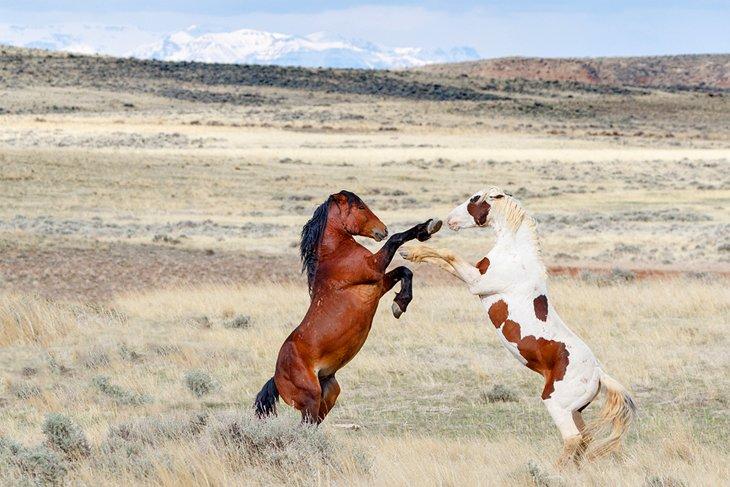 Chevaux sauvages de McCullough Peaks