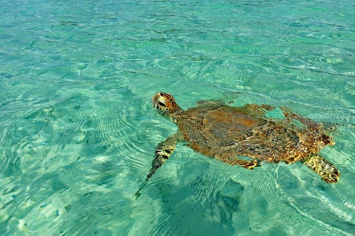 Tortuga en Somerset Long Bay