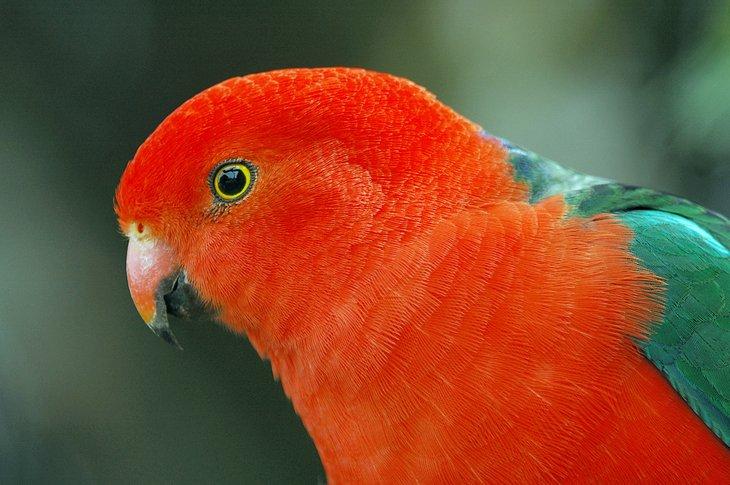 Loro rey