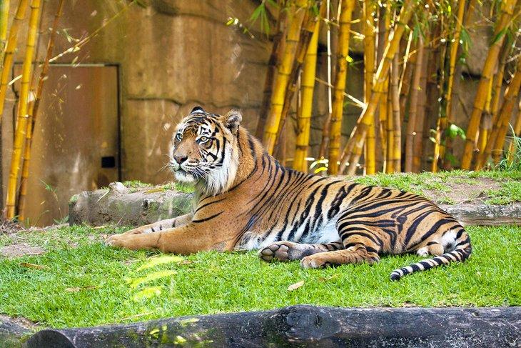 Tigre en Australia Zoo