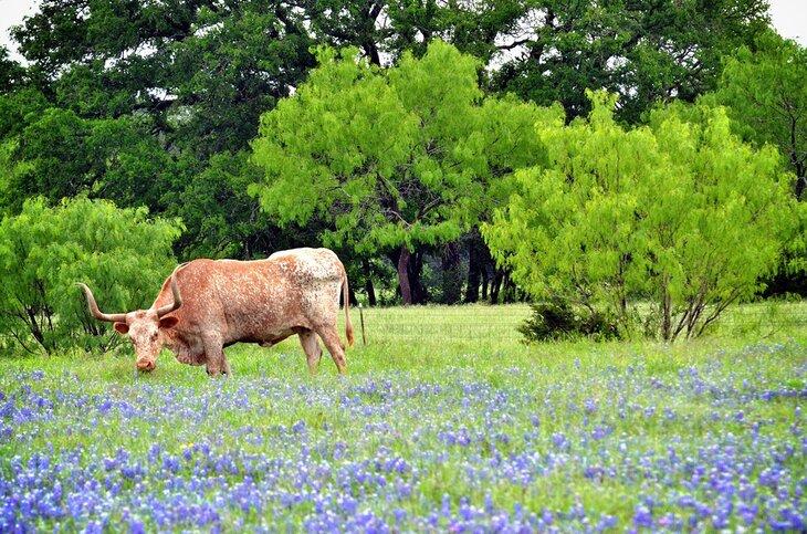 Un Longhorn se tenant dans un champ de bluebonnets près de Georgetown dans le Texas Hill Country