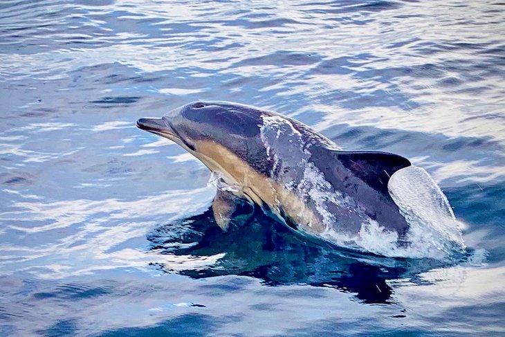 Delfín visto durante un charter de pesca