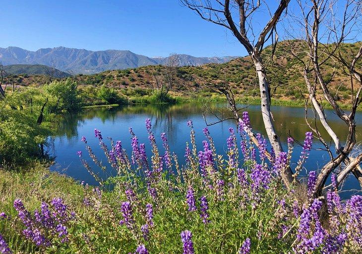 Flores silvestres junto a un lago en el Rose Valley