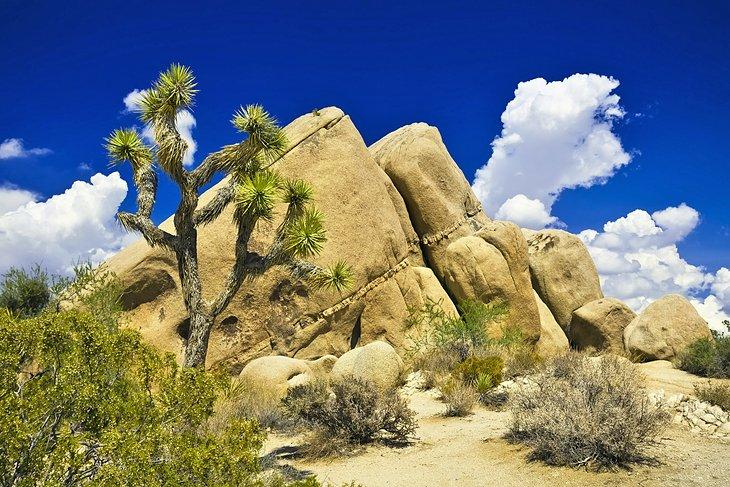 Parque Nacional Joshua Tree