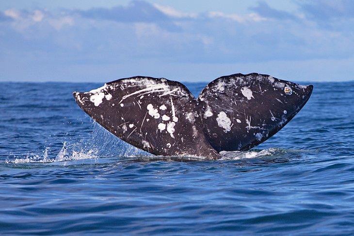 Cola de ballena gris frente a la costa de Oregón