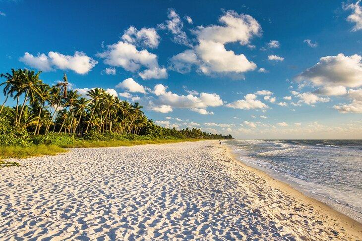 Palmeras a lo largo de la playa en Nápoles, Florida