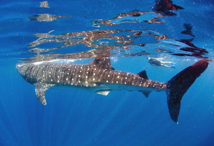 Plongeur libre nageant avec un requin-baleine au large d'Isla Mujeres