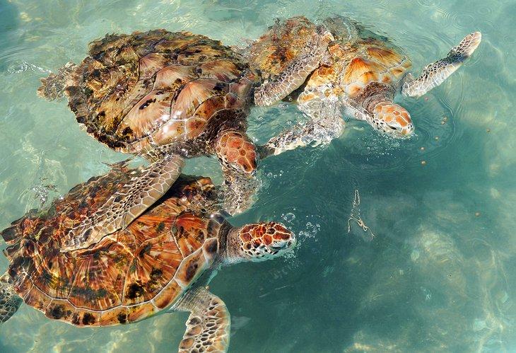Tortues de mer à La Ferme aux Tortues d'Isla Mujeres