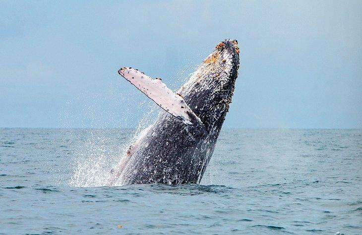 Ballena jorobada cerca de Guachalito