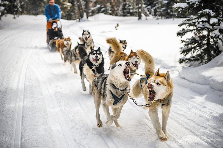 Paseo en trineo con perros