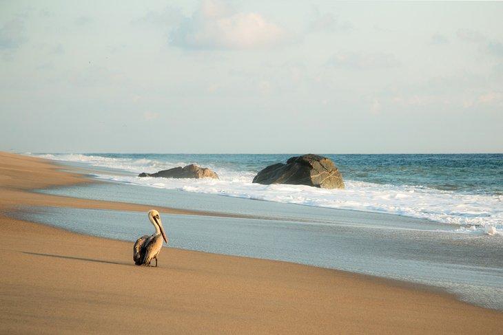 Pélican sur la plage à Playa La Punta