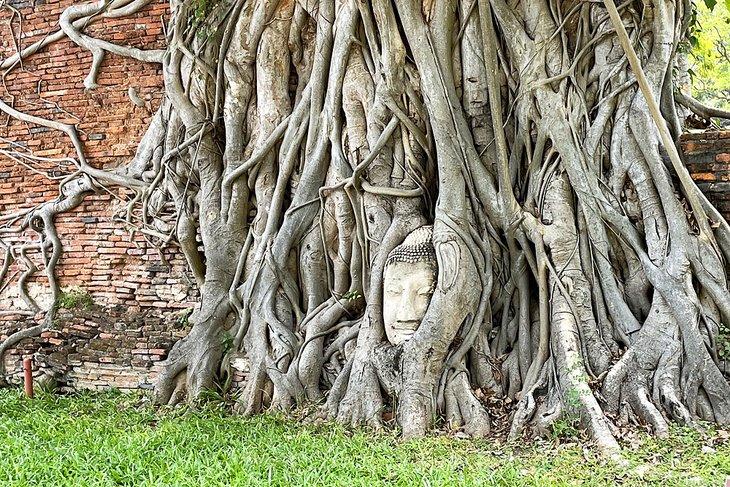 Steinerner Buddha-Kopf umgeben von Baumwurzeln im Wat Mahathat