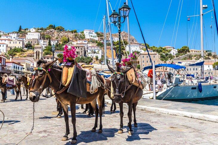 Burros en Hydra