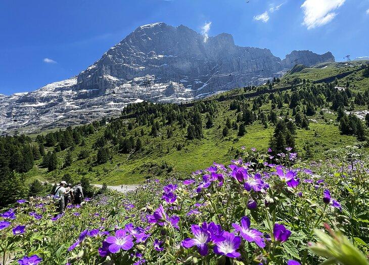 Sendero Panorama