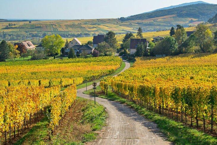 Otoño en Mittelbergheim, Alsacia