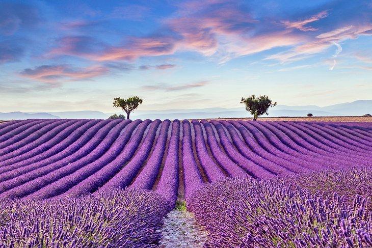 Campo de lavanda cerca de Valensole, Provenza