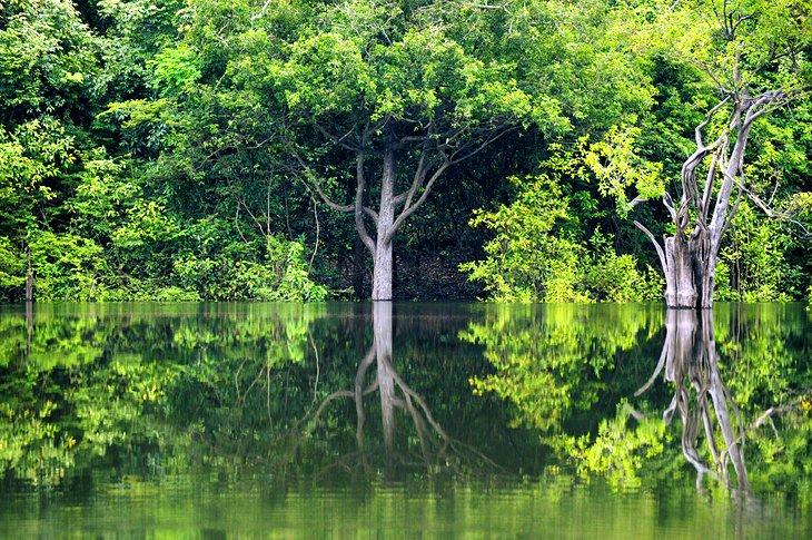 Selva Amazónica