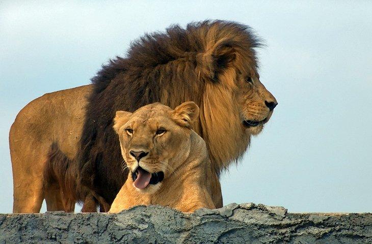 Safari del León Africano
