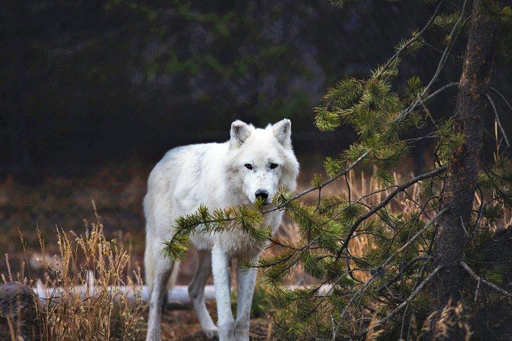 Lobo gris en el Centro de Descubrimiento Grizzly y Lobo