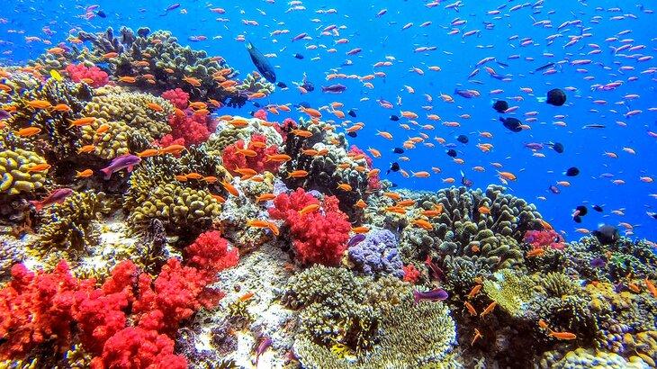 Colorido arrecife de coral en Fiji