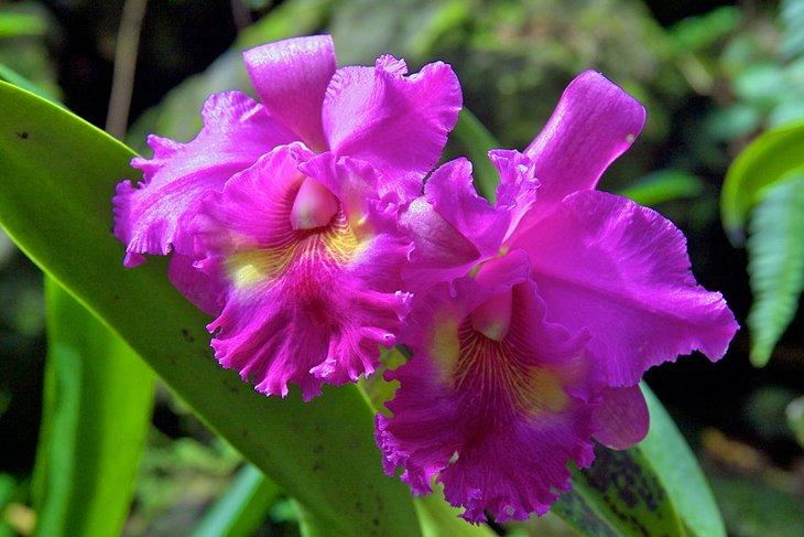 Orquídea en el Jardín del Gigante Dormilón