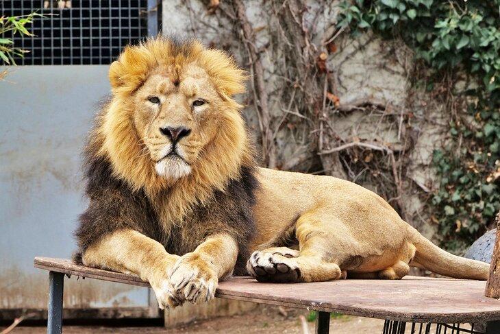 León Asiático en el Jardín Zoológico y Botánico Wilhelma