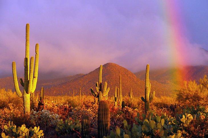 Parque Nacional Saguaro