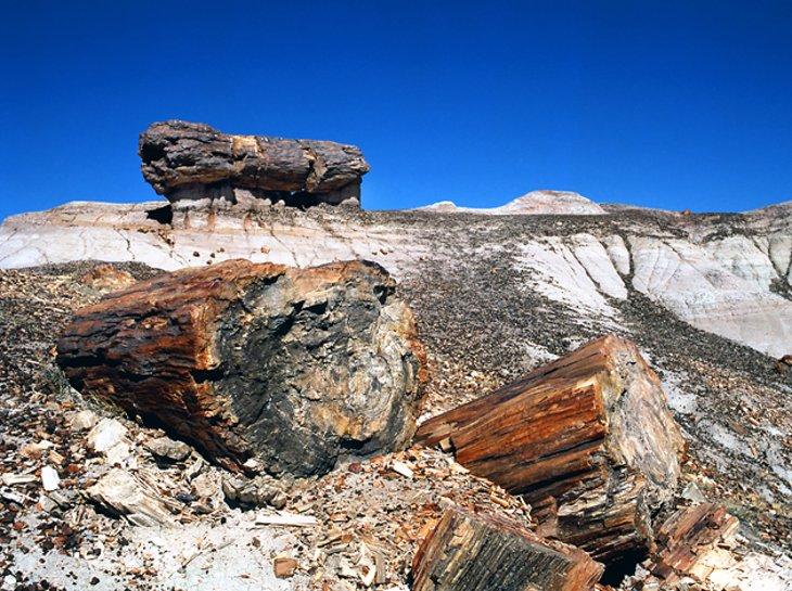 Parque Nacional del Bosque Petrificado