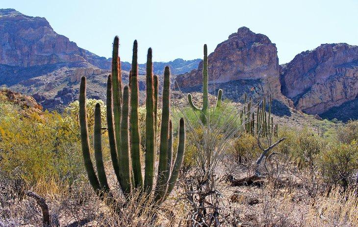 Monumento Nacional Cactus Organ Pipe