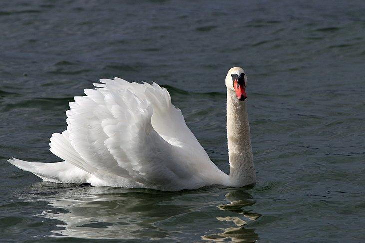 Cisne en una reserva natural del Lago de Constanza