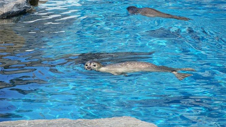 Sellos en el Acuario de Mystic