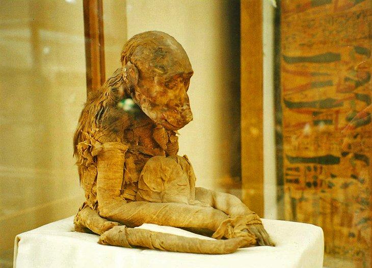 Mono momificado en el Museo Egipcio