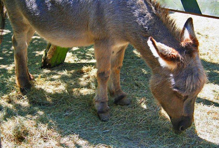 Zoo Cherry Brook