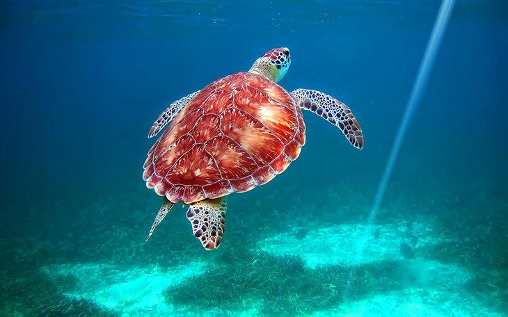 Tortuga marina en el Parque Nacional Hol Chan