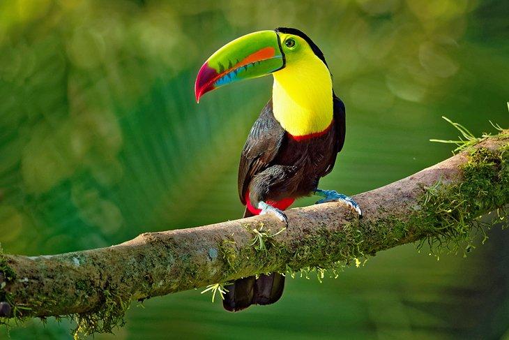 Tucán de pico de quilla en el Santuario de Vida Silvestre de Cockscomb