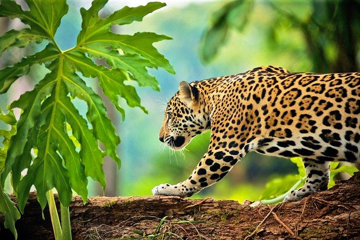 Jaguar en el Santuario de Vida Silvestre y Reserva de Jaguares de Cockscomb