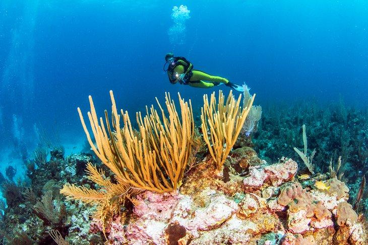 Buceo en el Arrecife Barrera de Belice