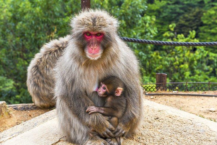 Attractions Touristiques au Japon