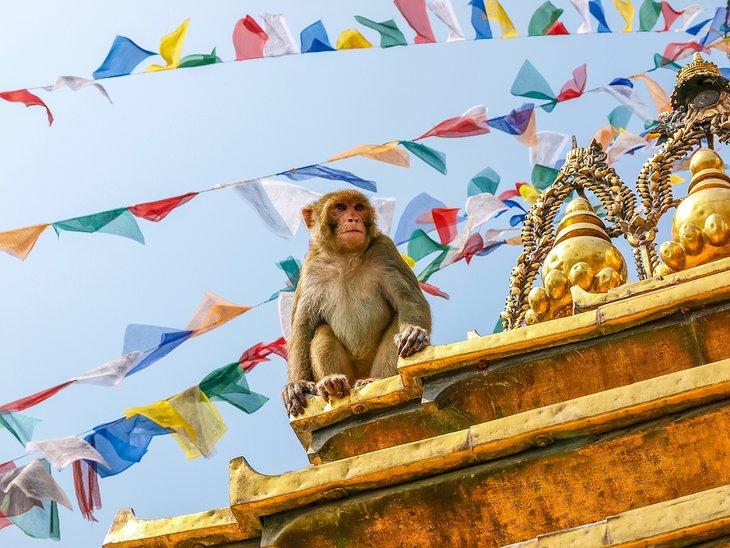 Nepal en Imágenes: Lugares Hermosos para Fotografiar