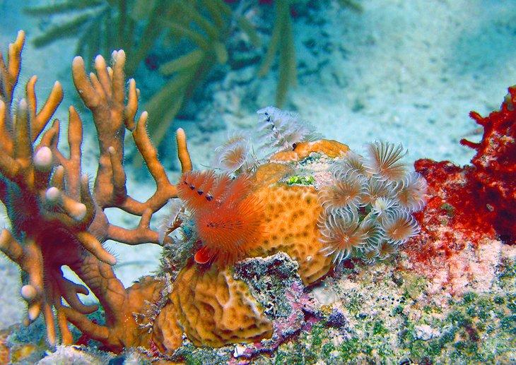 Islas Vírgenes de EE.UU. en imágenes: Lugares hermosos para fotografiar
