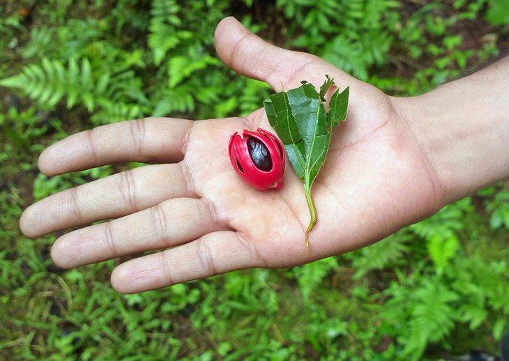 Atracciones y Lugares para Visitar en Goa