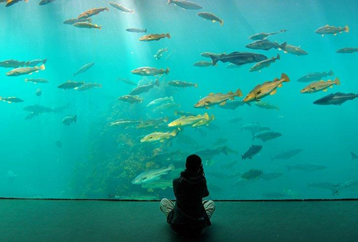 Attractions & Things to Do in Ålesund